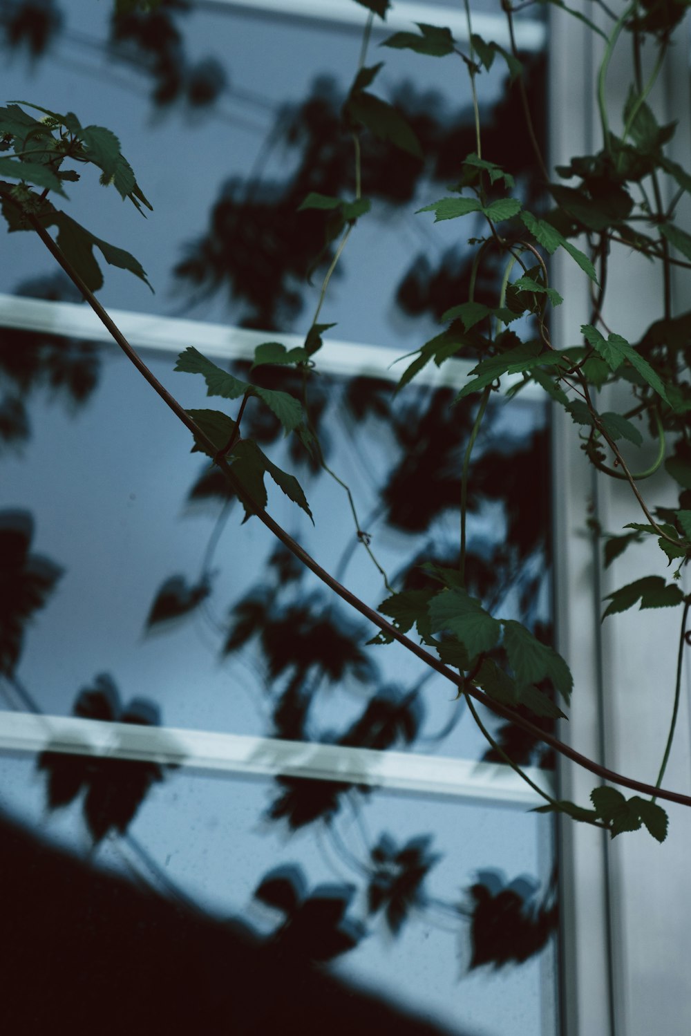 a tree branch with red leaves