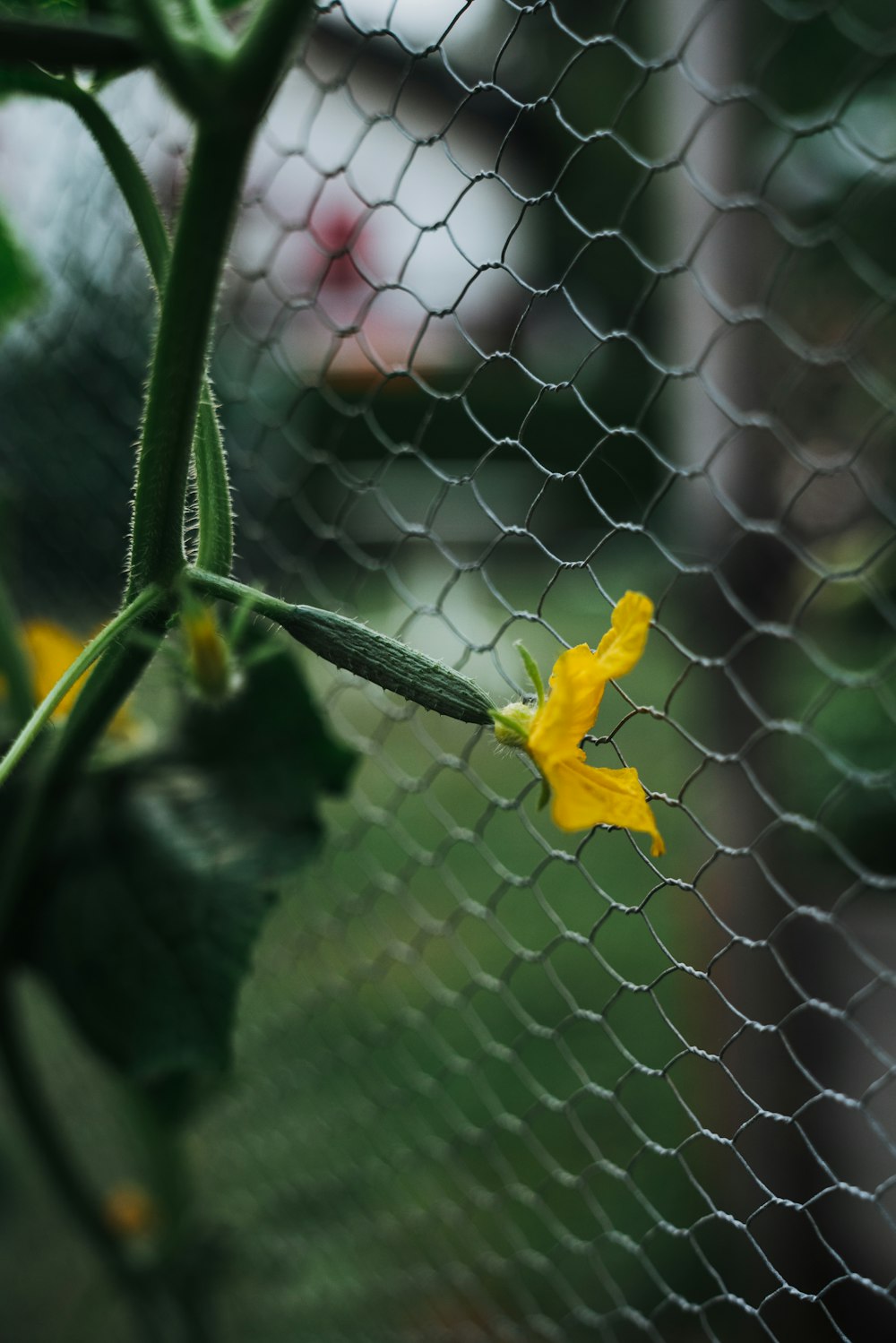 a yellow flower on a plant