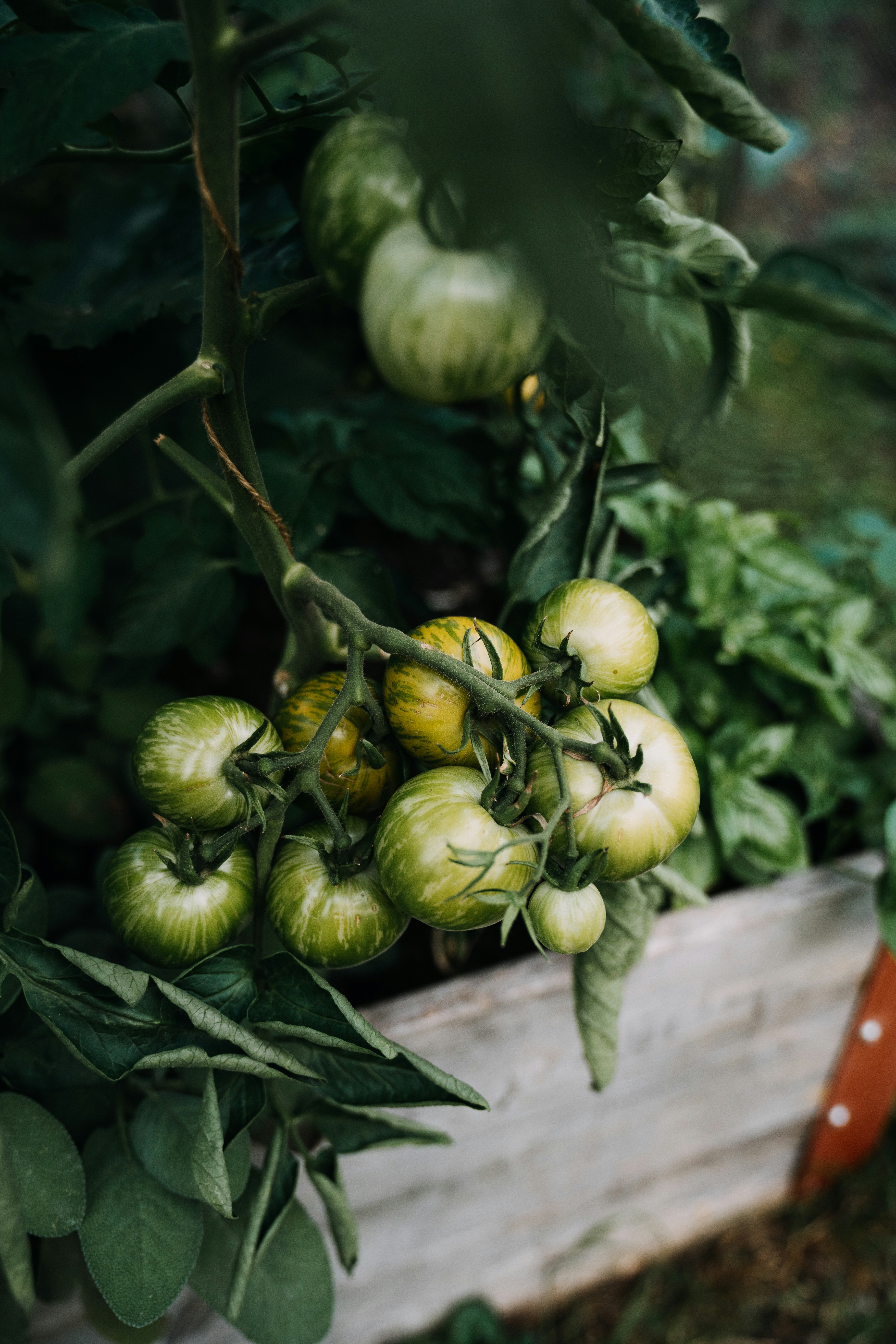 Photo by pascale_amez