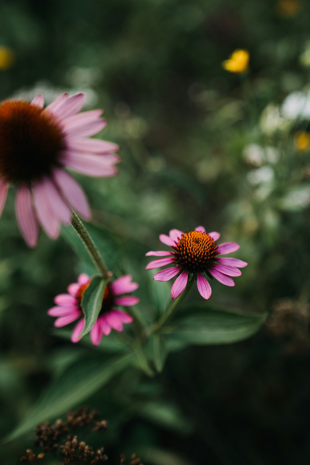 a group of flowers