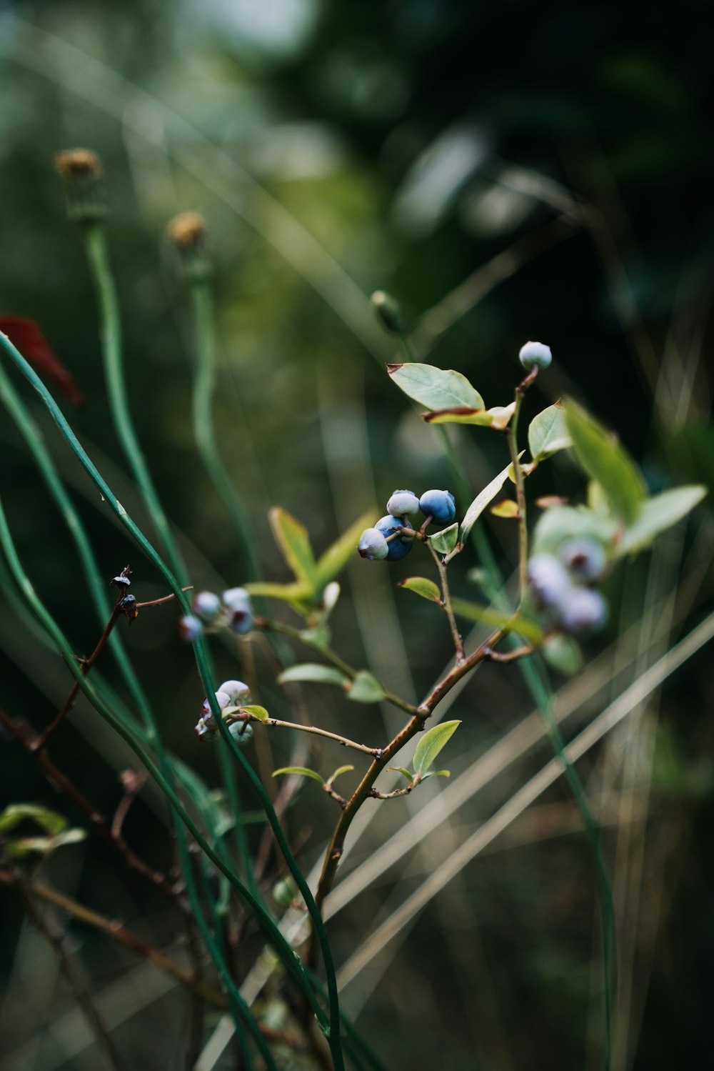 close up of a plant