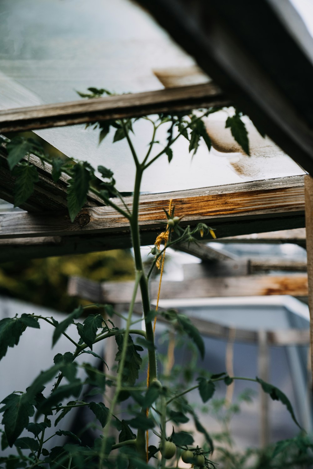 a plant with flowers