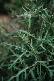 close up of green plants