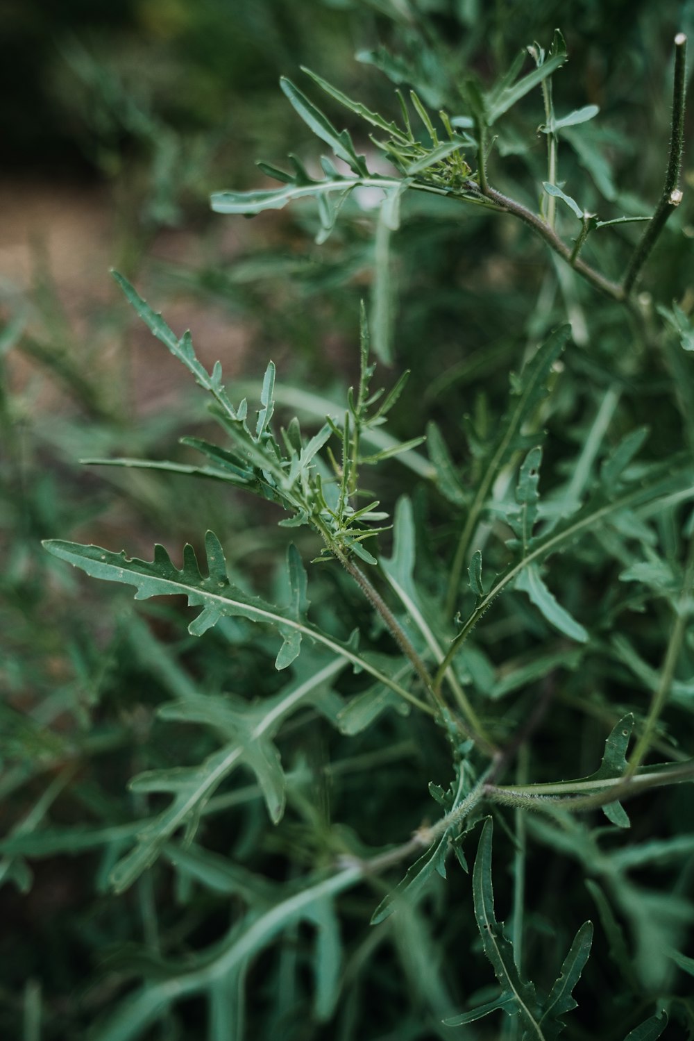 close up de plantas verdes