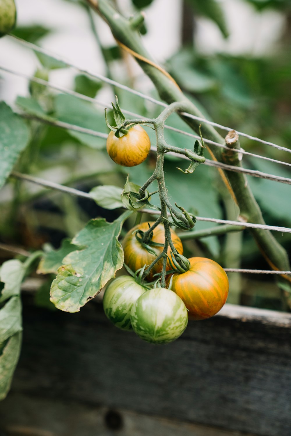 a group of tomatoes growing on a vine