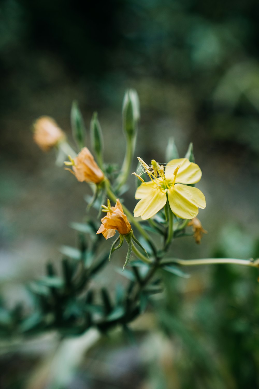 a bee on a flower