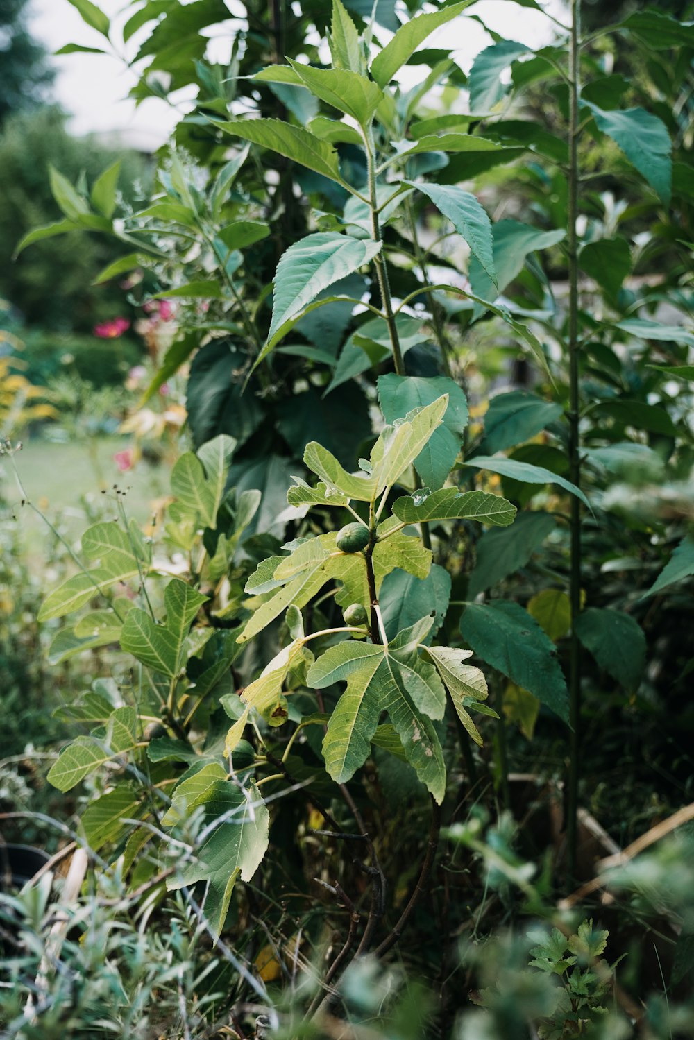 a close-up of a plant