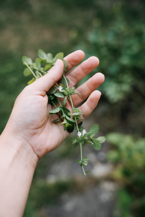 Cosecha consciente de plantas naturales