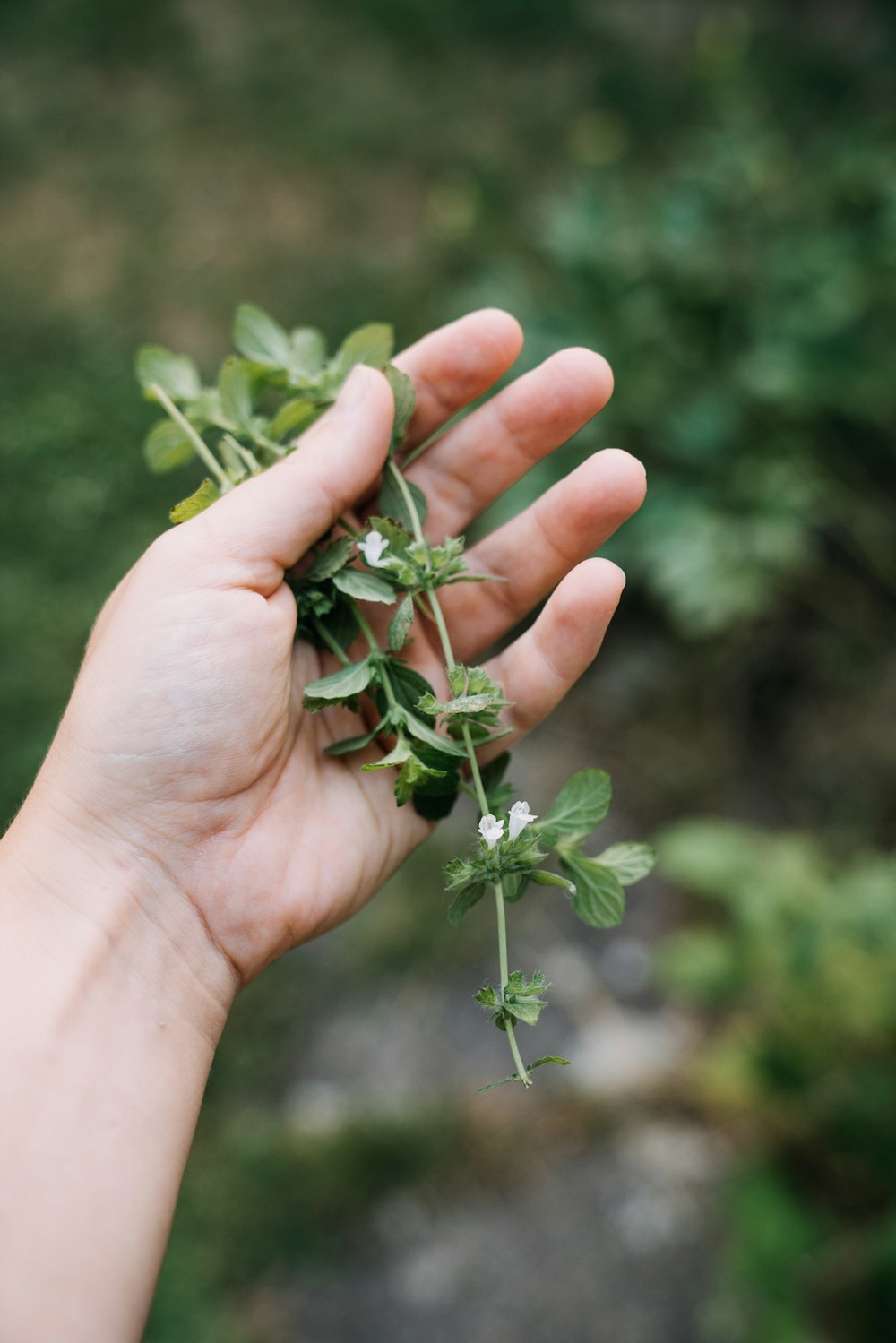 a hand holding a small plant