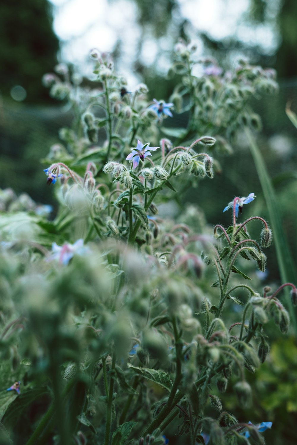 a close up of a plant