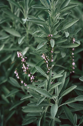 a close-up of a plant