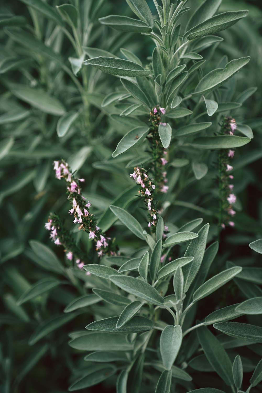 a close-up of a plant