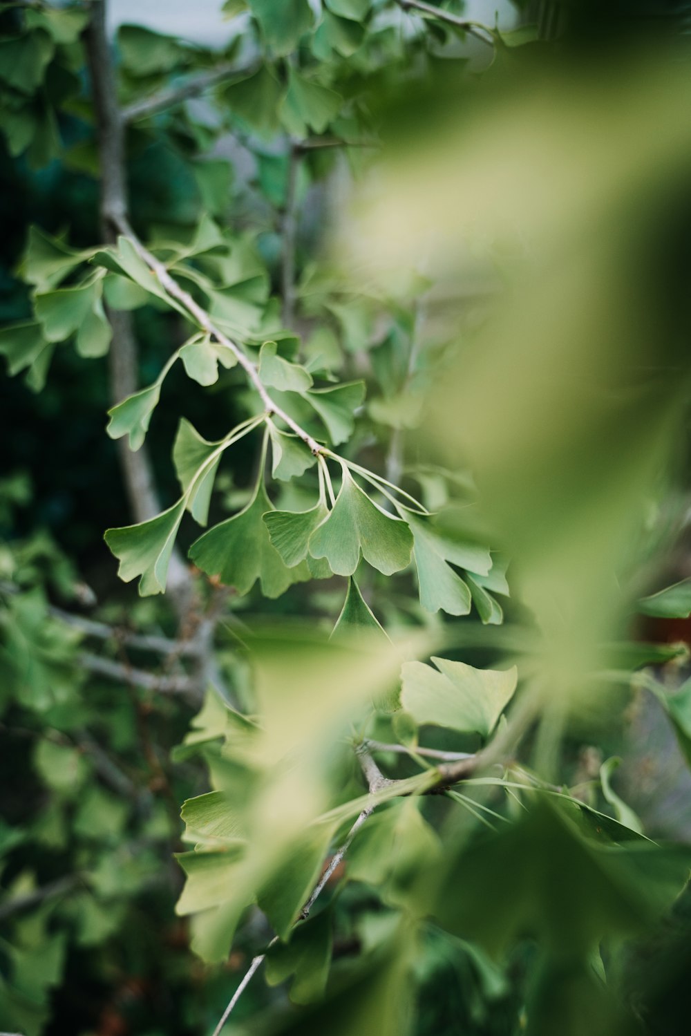 a close up of a plant