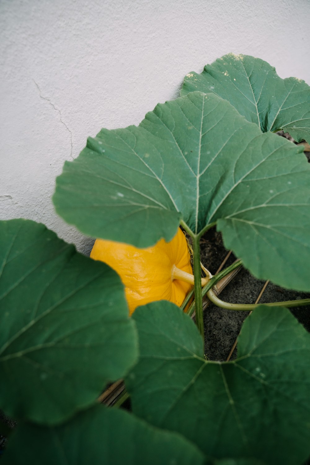 a flower on a plant