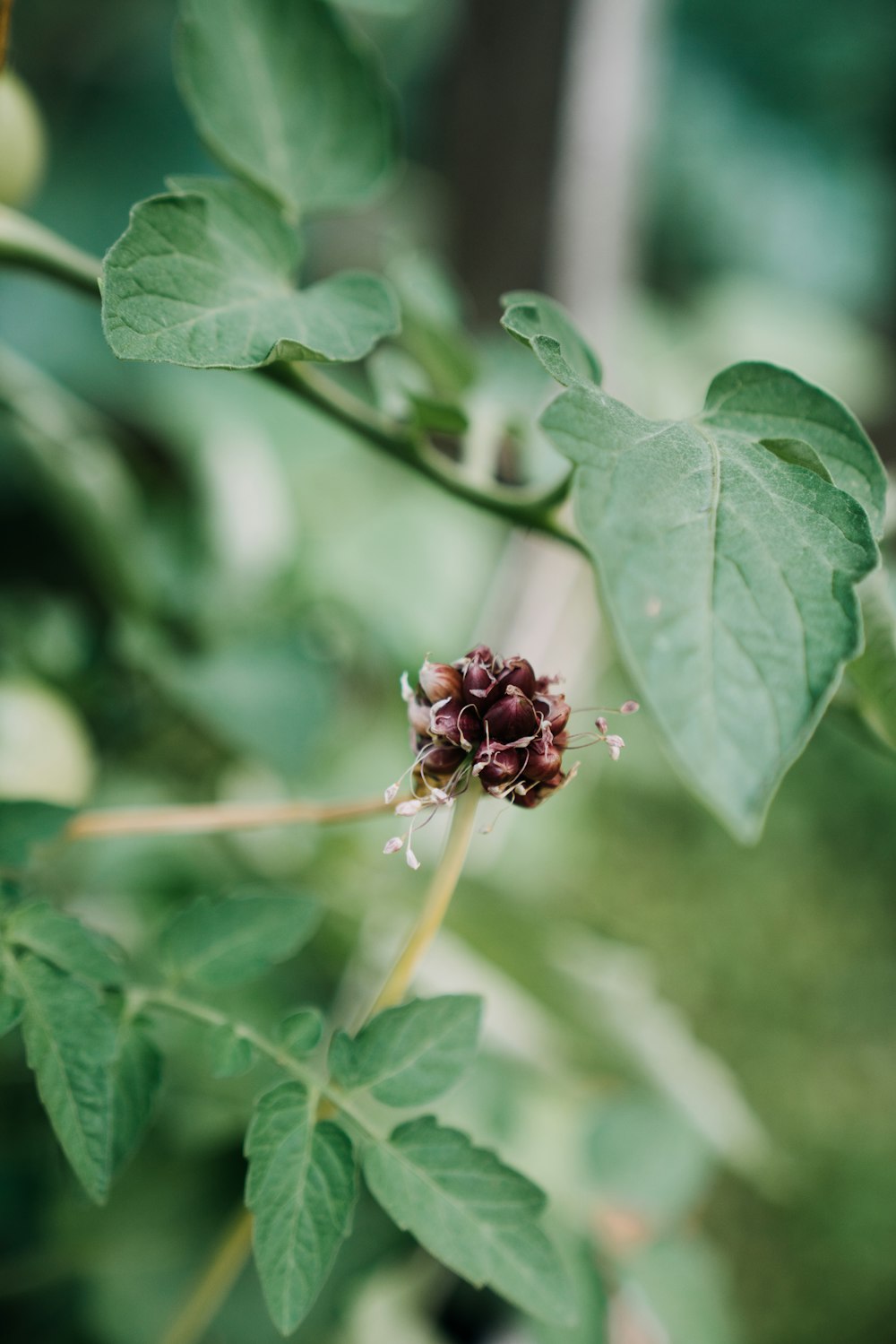 a close up of a plant