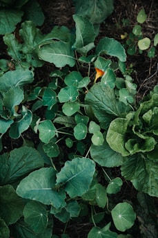 a group of green leaves
