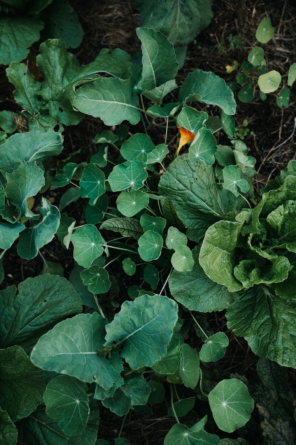 a group of green leaves