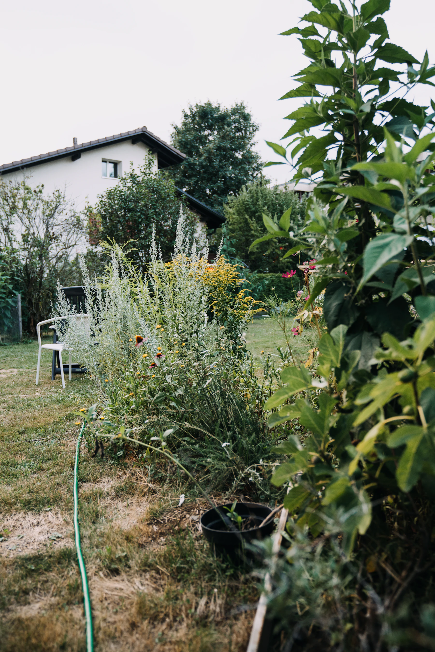 A backyard border of tall mixed perennials beside a lawn, with a garden hose, a plant pot and a house behind