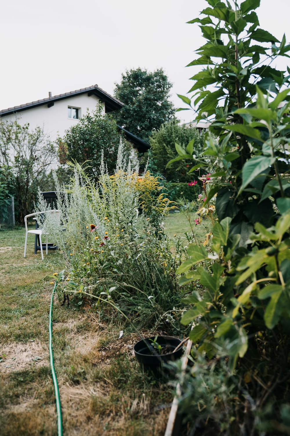 a backyard with a chair and plants