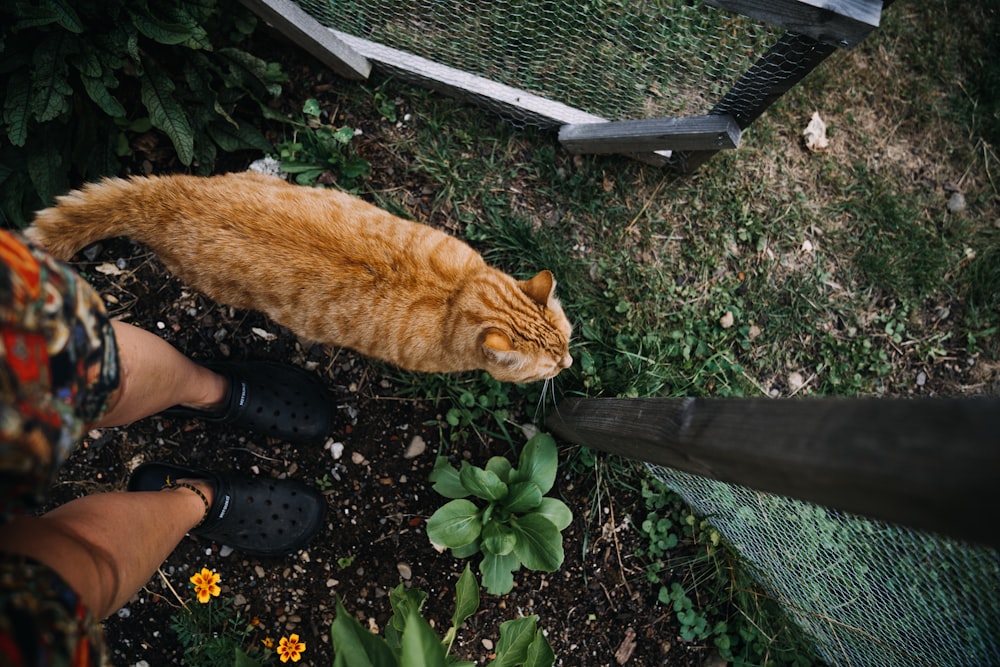 un gatto su una panchina