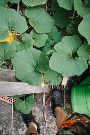 The image depicts a person's feet wearing black crocs standing on a paved surface. Surrounding the feet are numerous large green leaves, possibly of a squash or pumpkin plant. There is a green watering can placed to the right of the feet. A wooden plank and red cord are also visible.