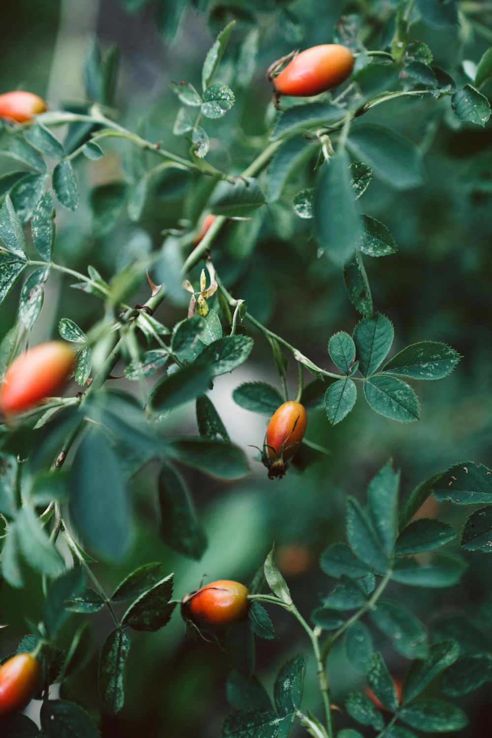 Un gruppo di frutti su un albero