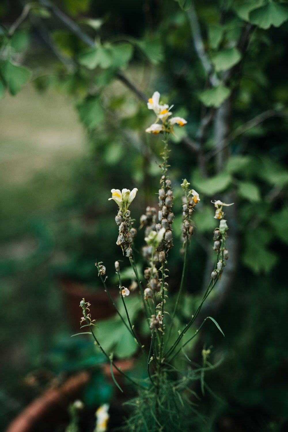 a close up of a plant