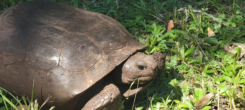 Eine Schildkröte im Gras