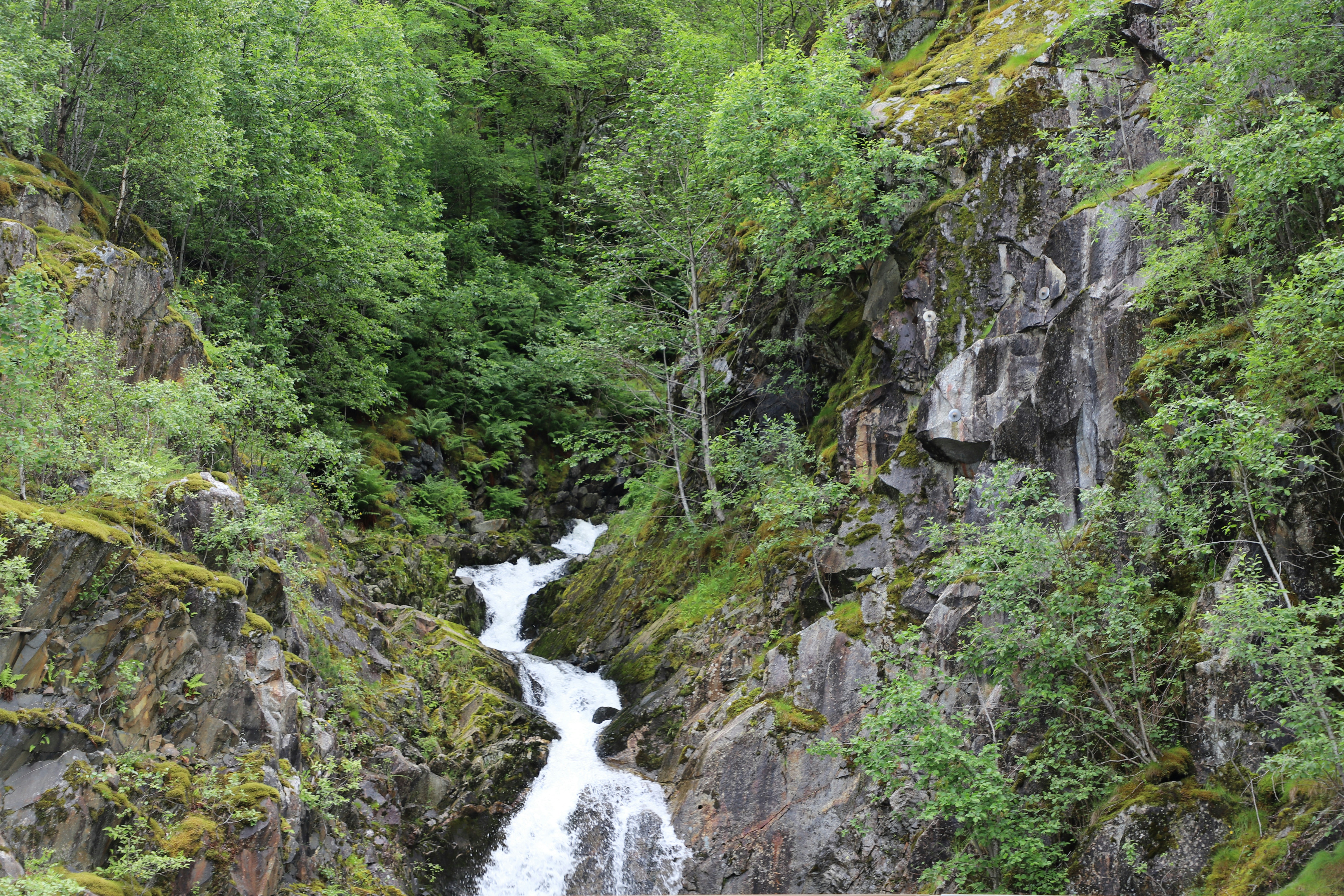 a river running through a forest