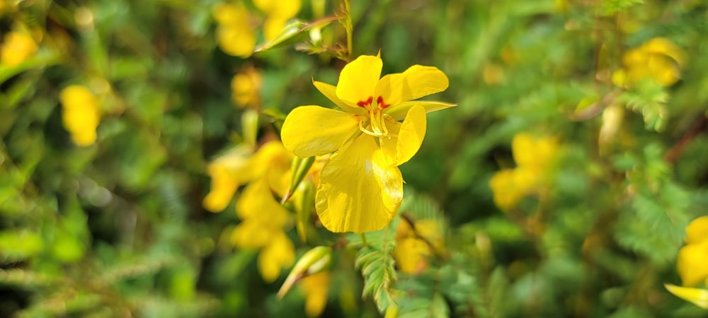 eine gelbe Blume auf einer Pflanze