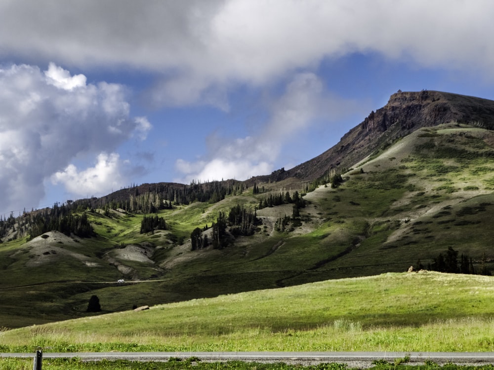 une colline herbeuse avec des arbres et une route dessus