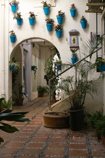 a group of potted plants outside a building