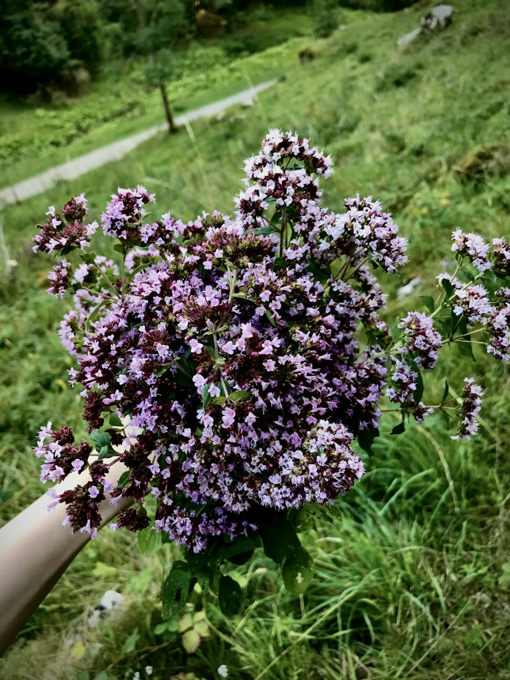 um arbusto com flores roxas