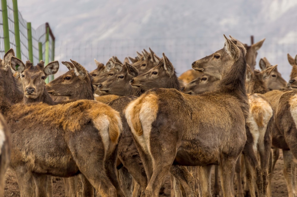 a group of animals