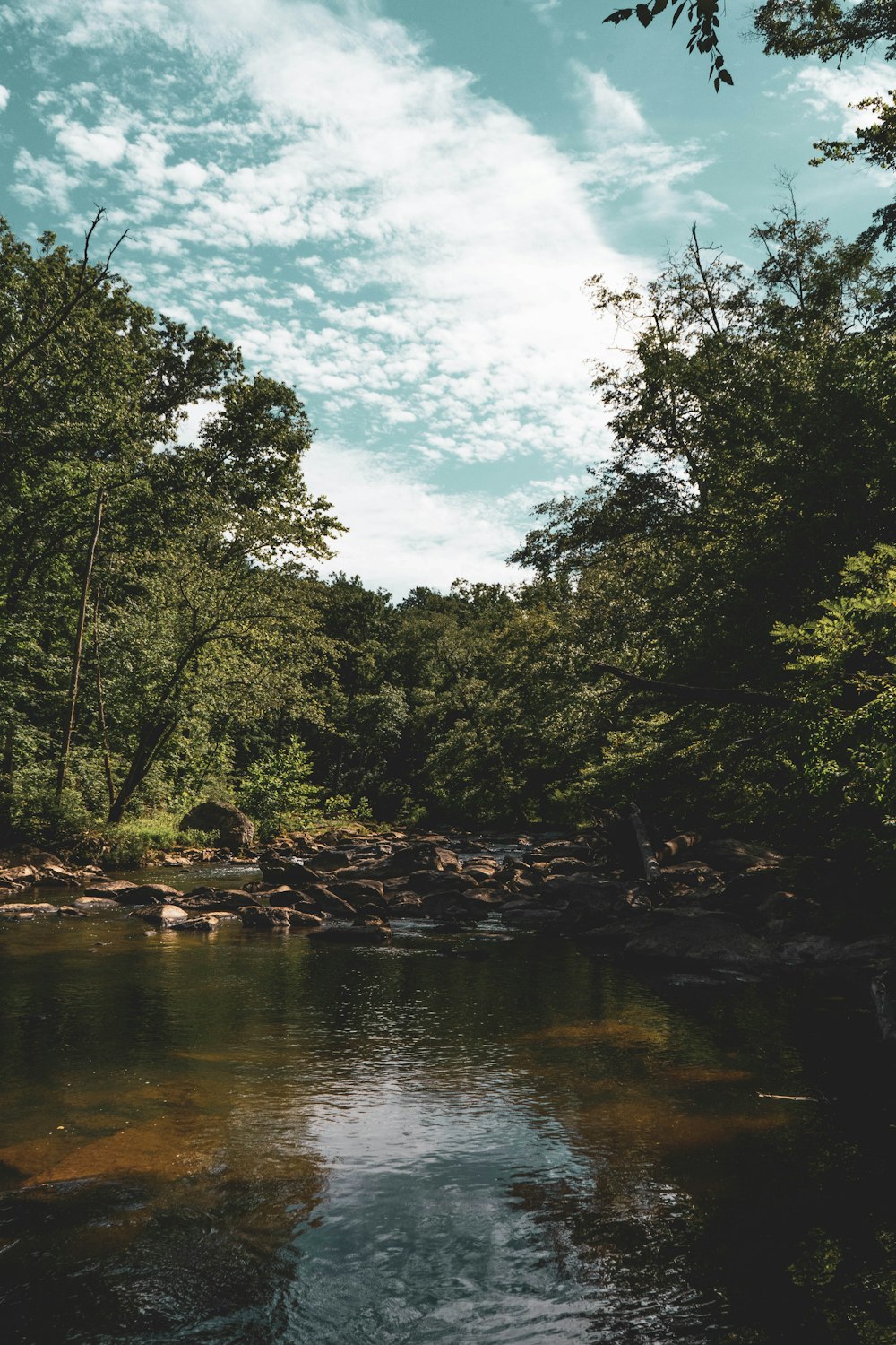 a river with trees on the side