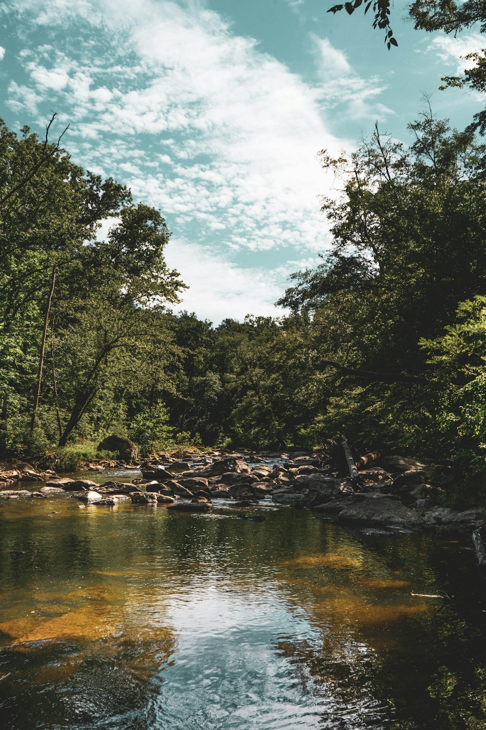 a river with trees and rocks