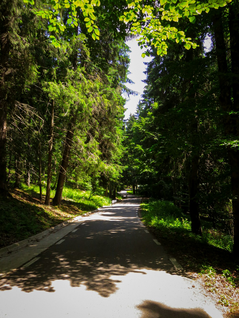 a road with trees on the side