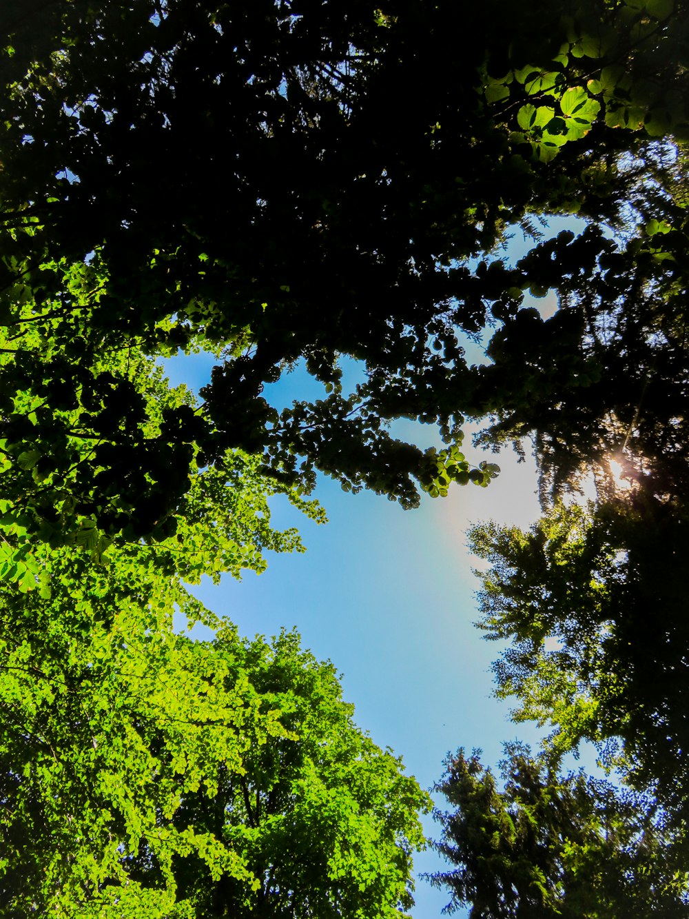 looking up at trees and blue sky