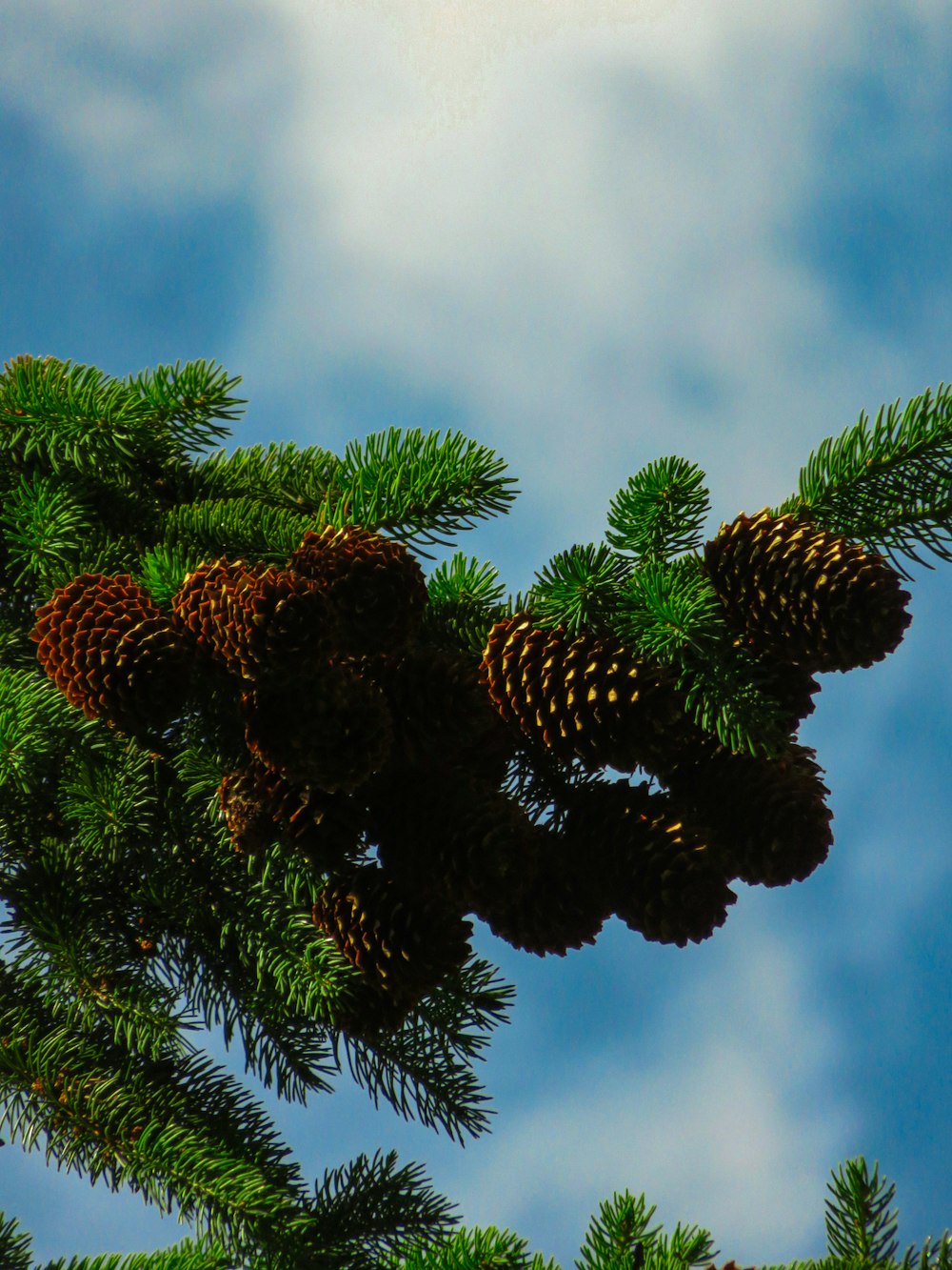 a tree with pine cones