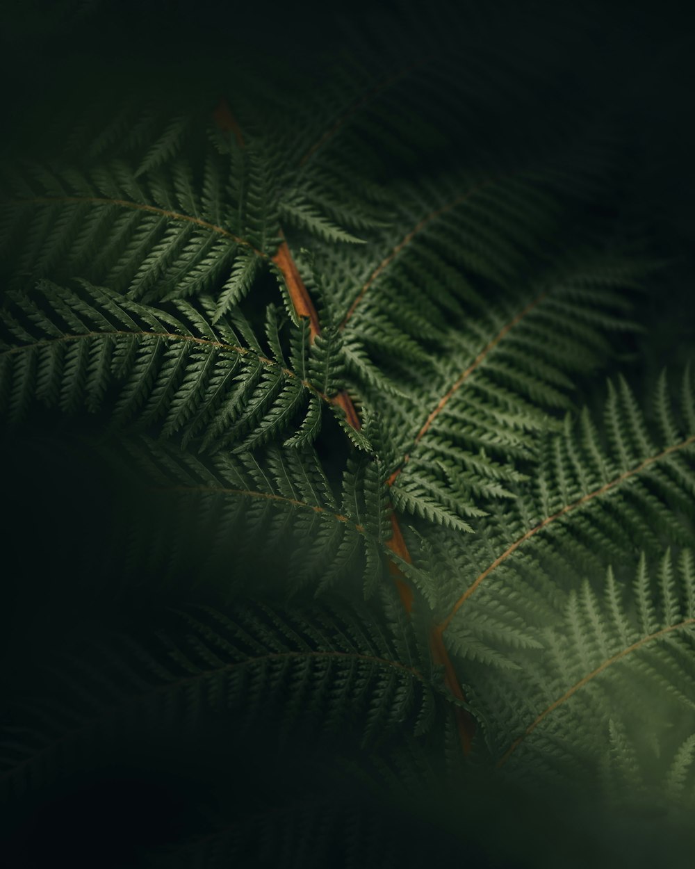 a close up of a green plant