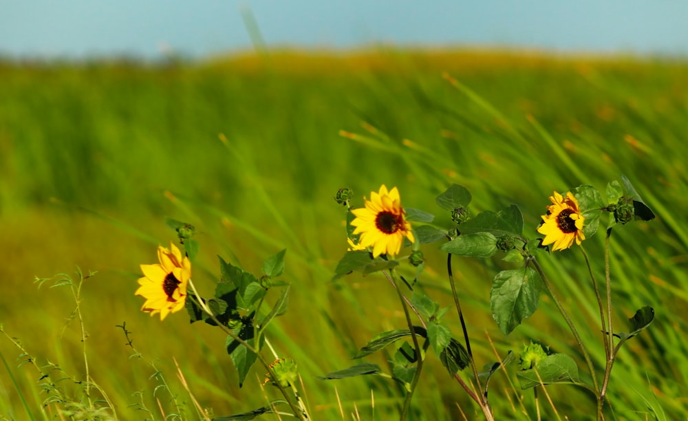 Un grupo de flores amarillas en un campo