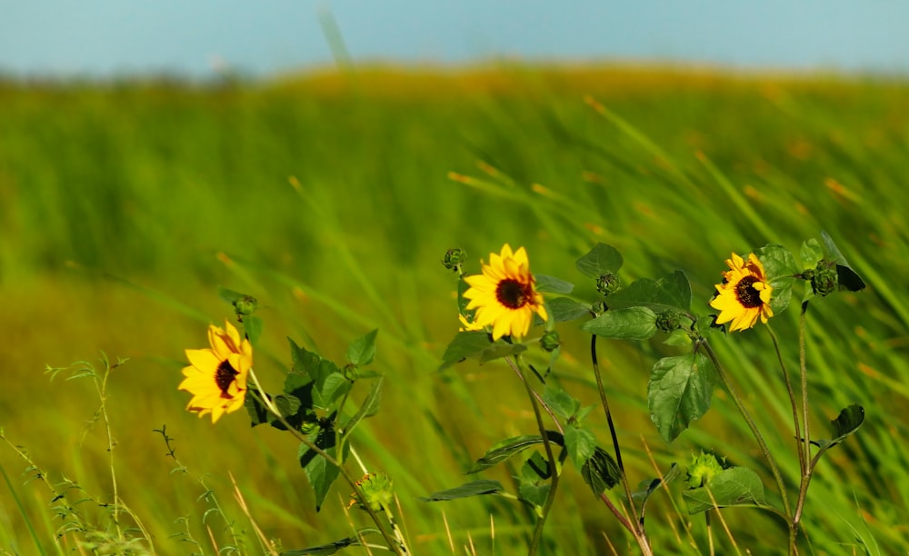 a group of yellow flowers in a field