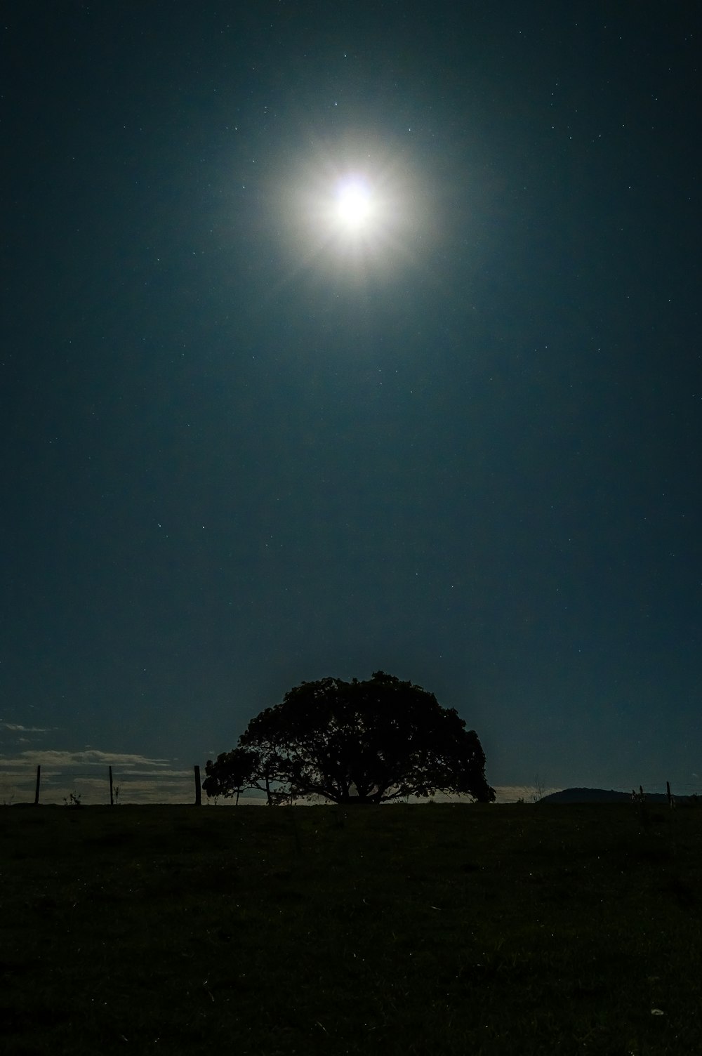 a tree in a field