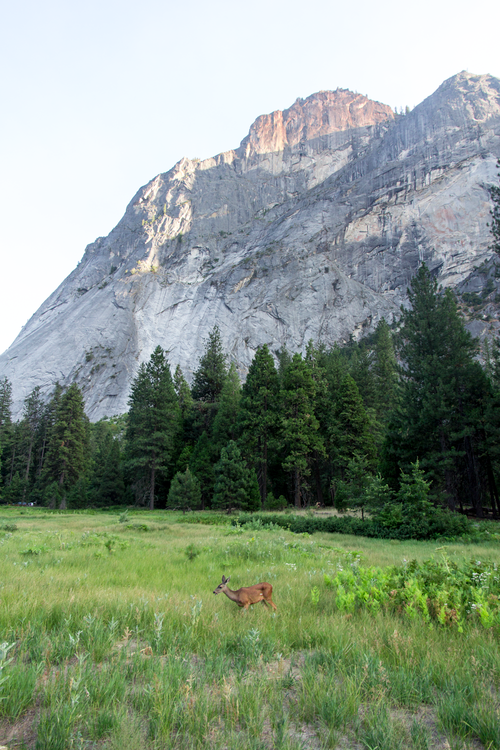 a deer in a field with trees and a mountain in the background