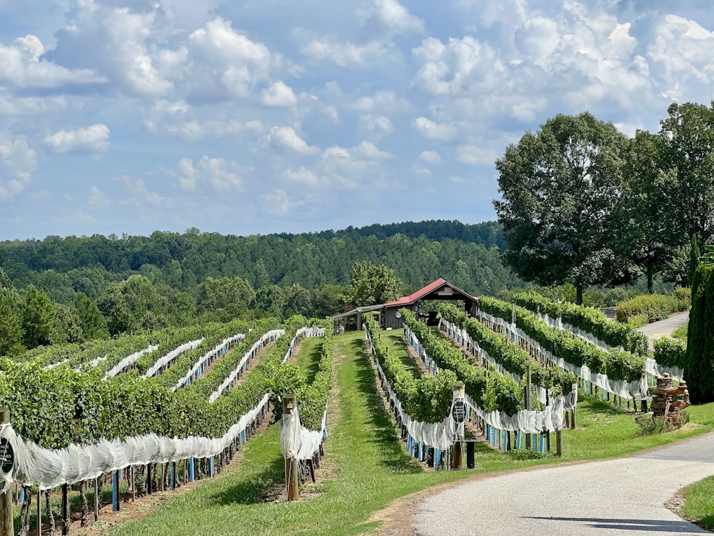 rows of white flowers