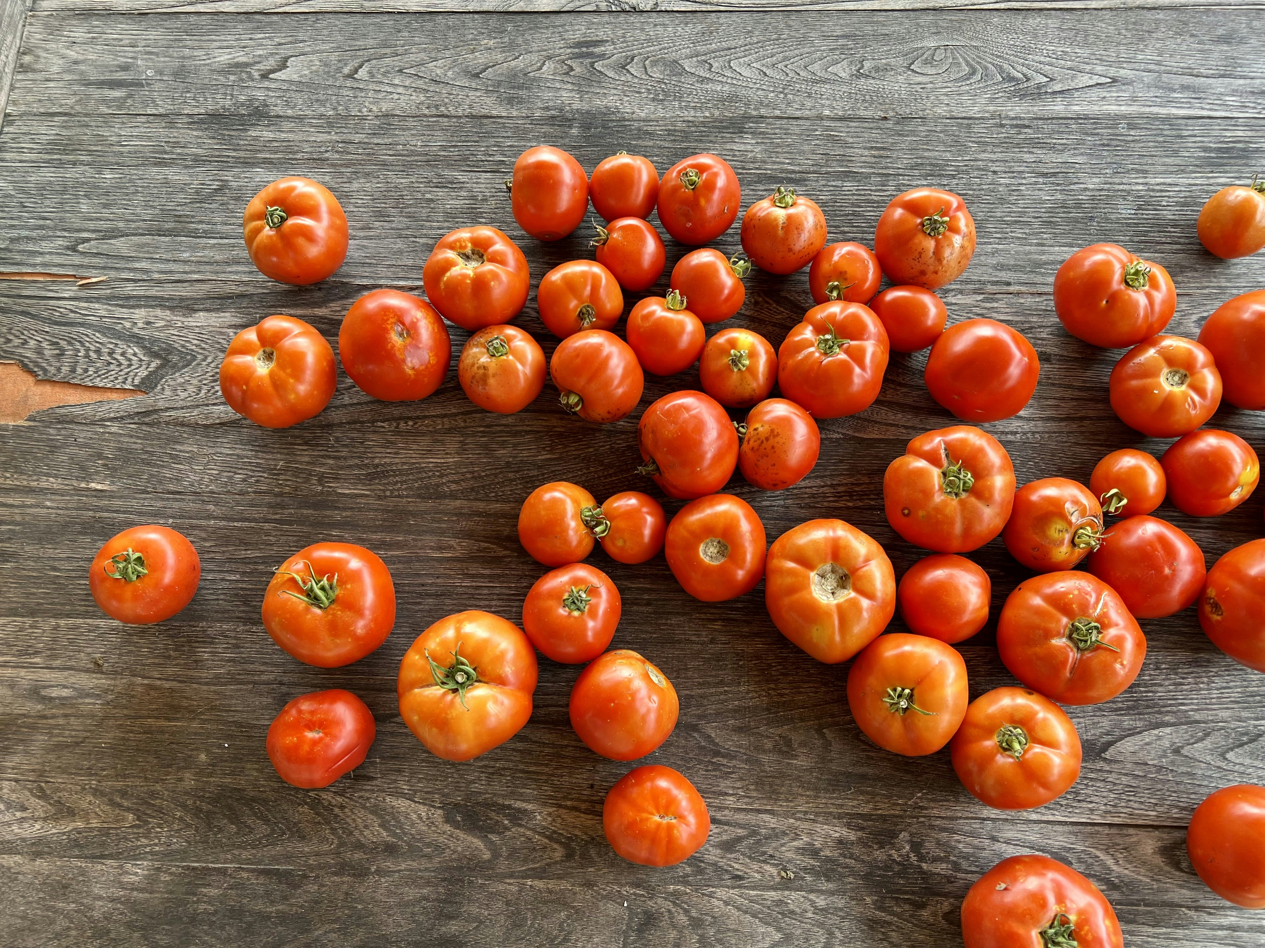 Vibrant Red Tomatoes