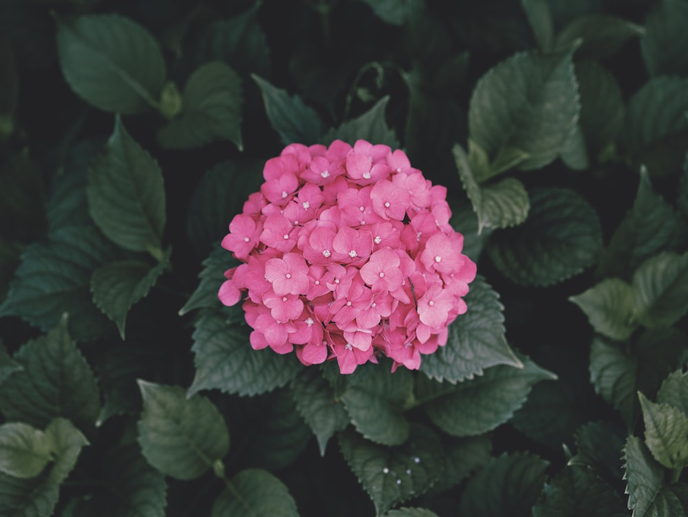 uma flor rosa cercada por folhas verdes