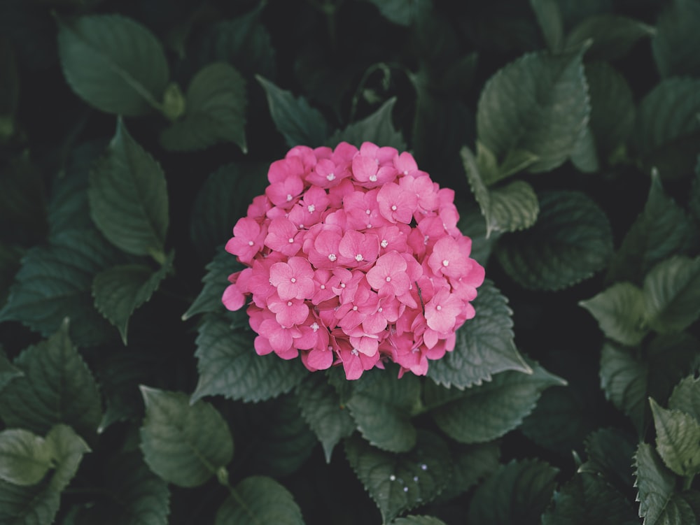 a pink flower surrounded by green leaves