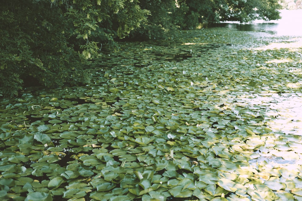 a river with lily pads