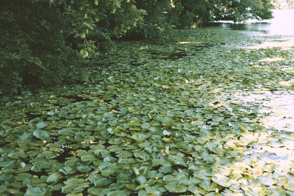 Une rivière avec des nénuphars